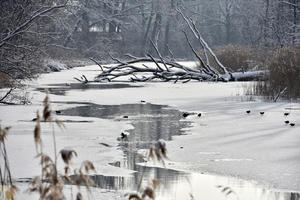 Bild vergr&ouml;&szlig;ern: Donau-Altwasser im Winter