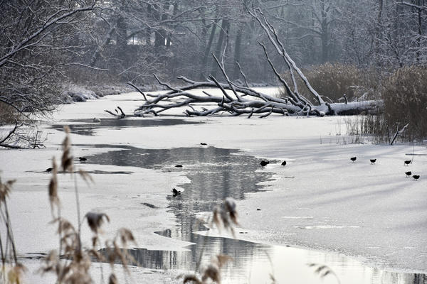 Bild vergr��ern: Teilweise zugefrorenes Altwasser mit Wasserv�glen am Franziskanerwasser, Steckenlohweg.