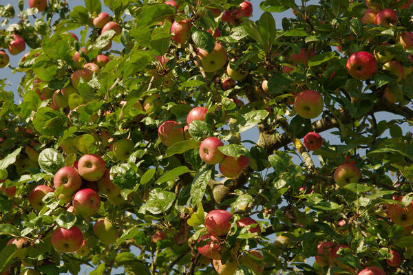Hier w&auml;chst Stadt-Obst gratis