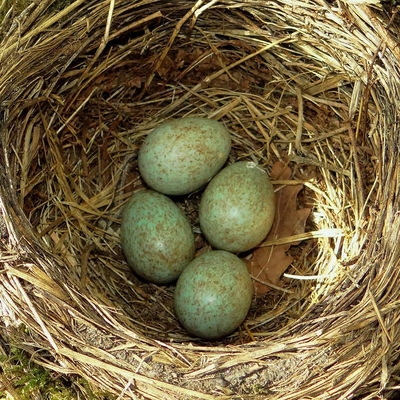 Bild vergr&ouml;&szlig;ern: Vogelnest mit Eiern                     