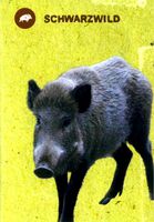 Wildpark - Schwarzwild