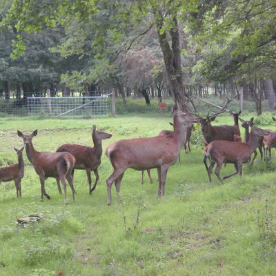 Bild vergr&ouml;&szlig;ern: Wildpark - Rotwild