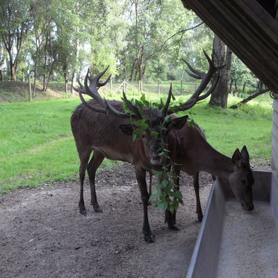 Bild vergr&ouml;&szlig;ern: Wildpark - Rotwild