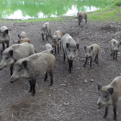 Bild vergr&ouml;&szlig;ern: Wildschweine im Wildpark am Baggersee