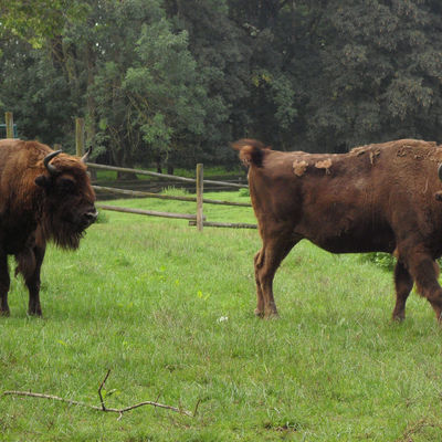 Bild vergr&ouml;&szlig;ern: Wisente im Wildpark am Baggersee