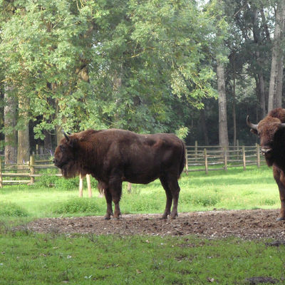 Bild vergr&ouml;&szlig;ern: Wisente im Wildpark am Baggersee