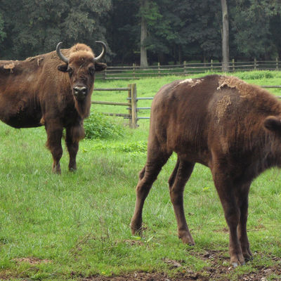 Bild vergr&ouml;&szlig;ern: Wisente im Wildpark am Baggersee