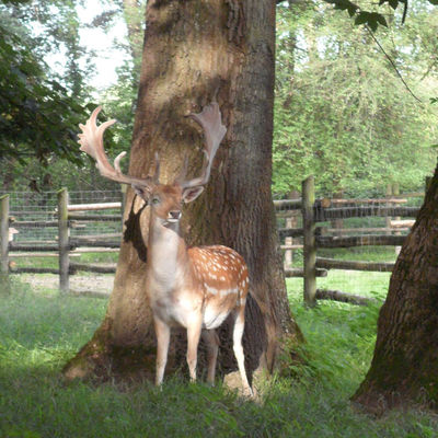 Bild vergr&ouml;&szlig;ern: Damwild im Wildpark am Baggersee