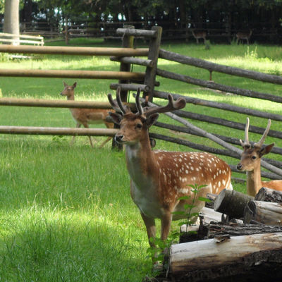 Bild vergr&ouml;&szlig;ern: Damwild im Wildpark am Baggersee