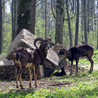Bild vergr&ouml;&szlig;ern: Wildpark - Mufflon
