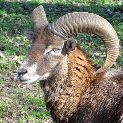 Bild vergr&ouml;&szlig;ern: Wildpark - Mufflon