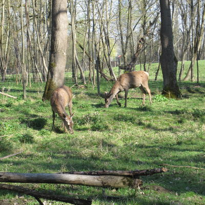 Bild vergr&ouml;&szlig;ern: Wildpark - Rotwild