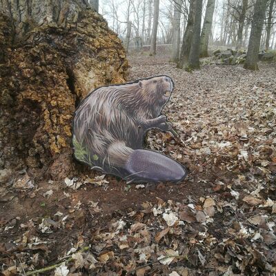 Bild vergr&ouml;&szlig;ern: Pirschpfad im Wildpark am Baggersee